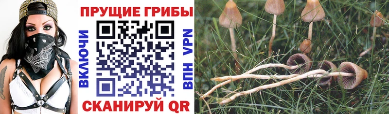 Галлюциногенные грибы Psilocybine cubensis  Костерёво 